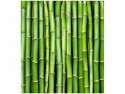 Flis foto tapeta Bambus MS30165 | 225x250 cm Od flisa