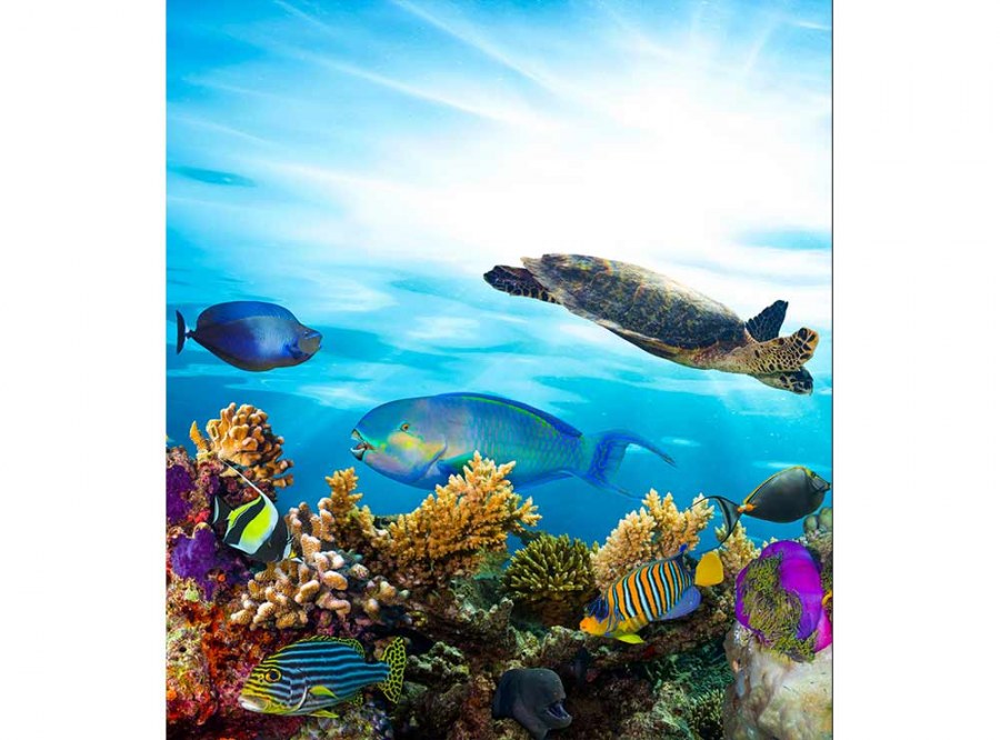 Flis foto tapeta Ribe u oceanu MS30216 | 225x250 cm