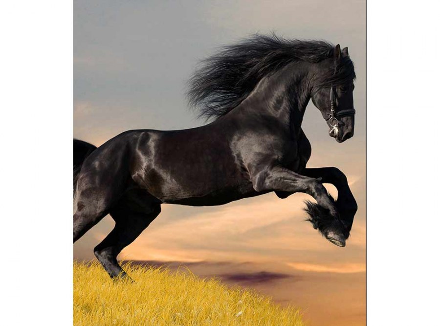 Flis foto tapeta Crni konj MS30228 | 225x250 cm