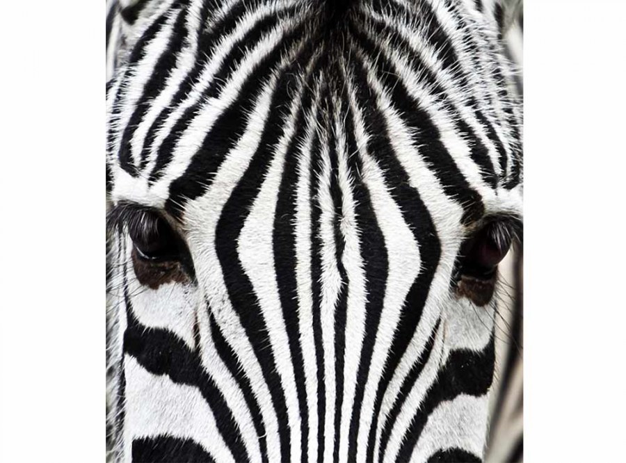 Flis foto tapeta Zebra MS30234 | 225x250 cm - Od flisa