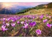 Flis foto tapeta Šafrani na proljeće MS50064 | 375x250 cm Od flisa
