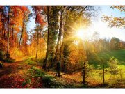 Flis foto tapeta Šetnjica šumom MS50065 | 375x250 cm Od flisa
