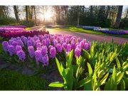 Flis foto tapeta Cvijet zumbula MS50068 | 375x250 cm Od flisa