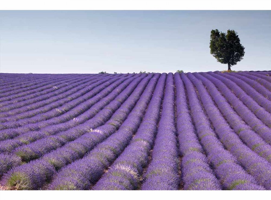 Flis foto tapeta Polje lavande MS50088 | 375x250 cm