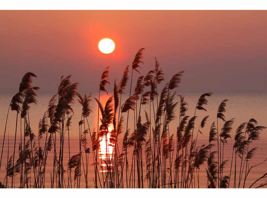 Flis foto tapeta Trska na jezeru MS50089 | 375x250 cm - Od flisa
