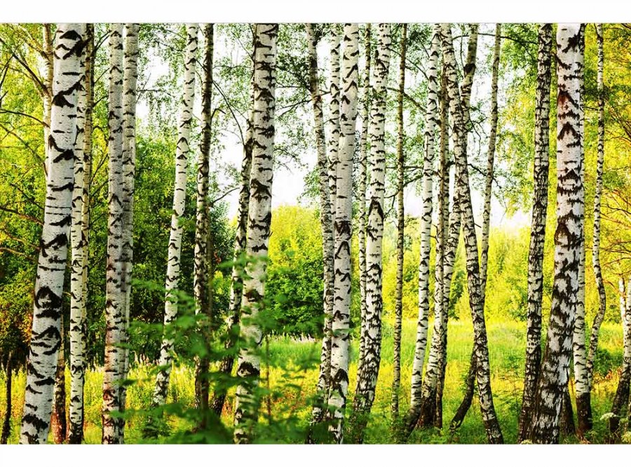 Flis foto tapeta Brezova šuma MS50094 | 375x250 cm - Od flisa