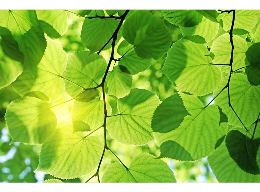 Flis foto tapeta Zeleno lišće MS50107 | 375x250 cm - Od flisa