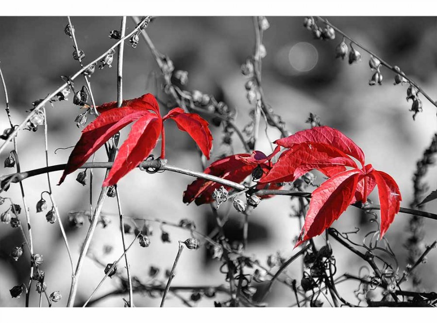 Flis foto tapeta Crveno lišće na crnoj pozadini MS50110 | 375x250 cm - Od flisa