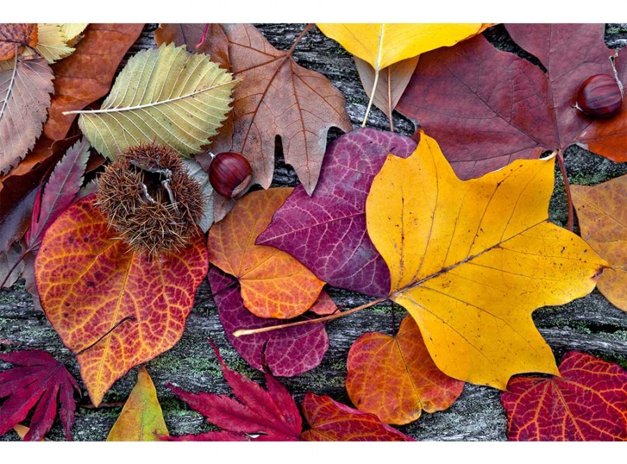 Flis foto tapeta Jesenjsko lišće MS50112 | 375x250 cm - Od flisa
