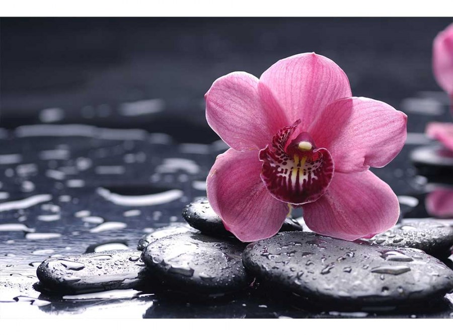 Flis foto tapeta Orhideja MS50120 | 375x250 cm - Od flisa