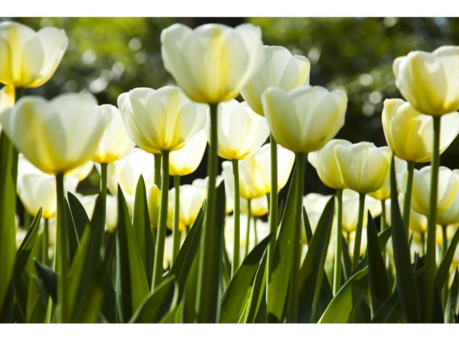 Flis foto tapeta Bijeli tulipani MS50127 | 375x250 cm - Od flisa