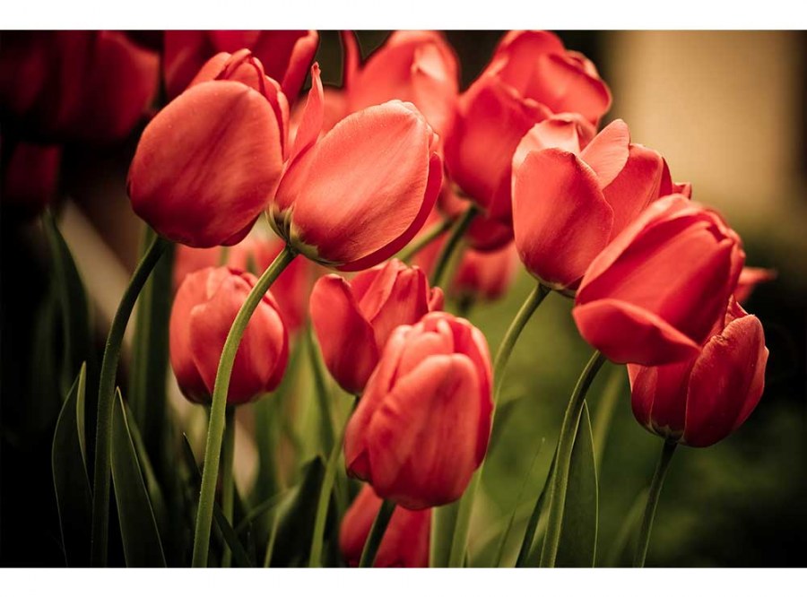 Flis foto tapeta Crveni tulipani MS50128 | 375x250 cm - Od flisa