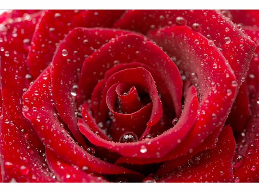 Flis foto tapeta Crvena ruža MS50138 | 375x250 cm - Od flisa