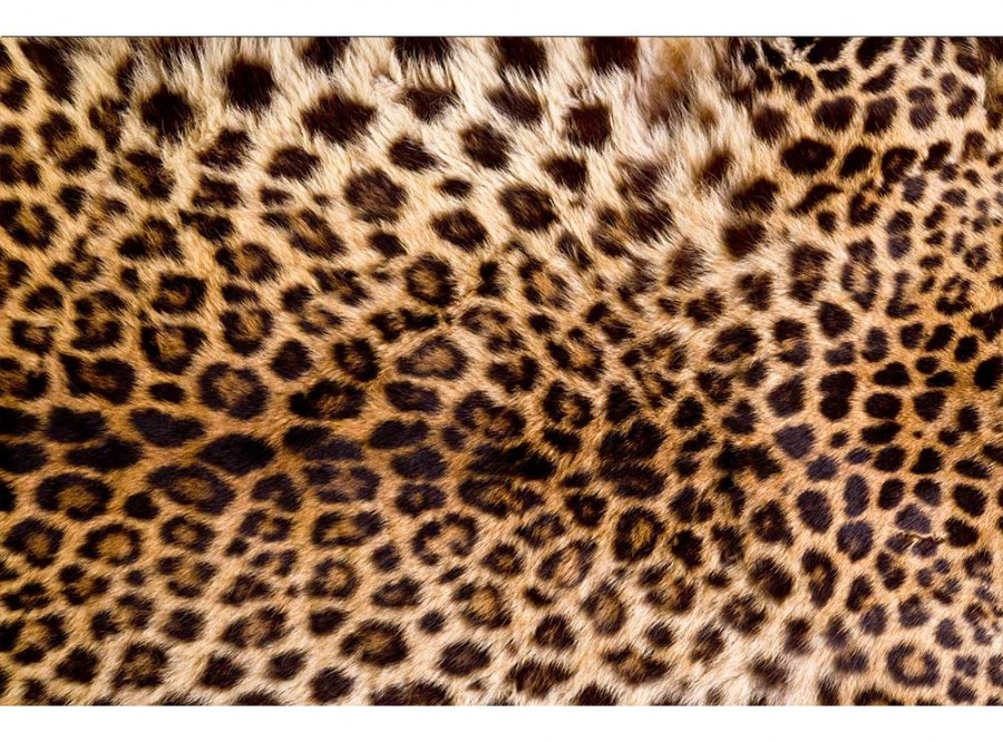 Flis foto tapeta Leopardna koža MS50184 | 375x250 cm - Od flisa