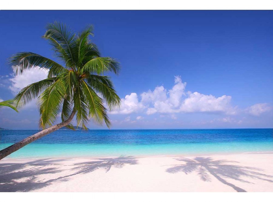 Flis foto tapeta Plaža sa palmama MS50194 | 375x250 cm - Od flisa