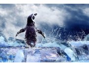 Flis foto tapeta Pingvin MS50219 | 375x250 cm Flis