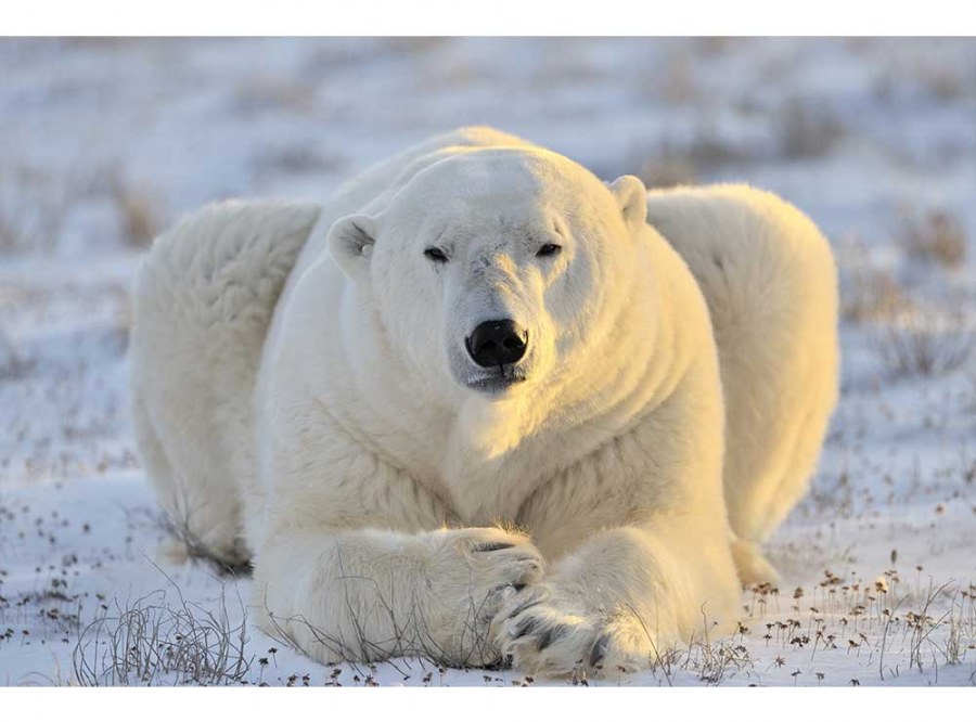 Flis foto tapeta Polarni medvjed MS50220 | 375x250 cm - Od flisa