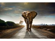 Flis foto tapeta Hodajući slon MS50225 | 375x250 cm Flis