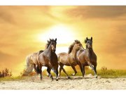 Flis foto tapeta Konji na zalasku sunca MS50227 | 375x250 cm Flis
