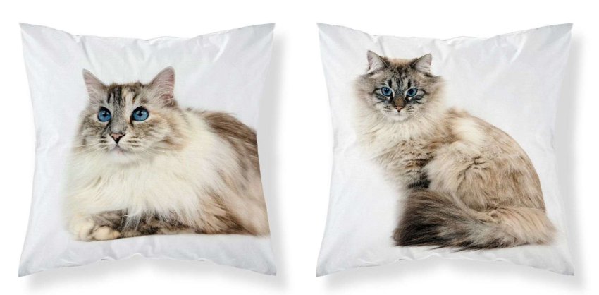 DETEXPOL Navlaka za jastuk Plavooka mačka mikro poliester, 40/40 cm - pokrivači za jastuke