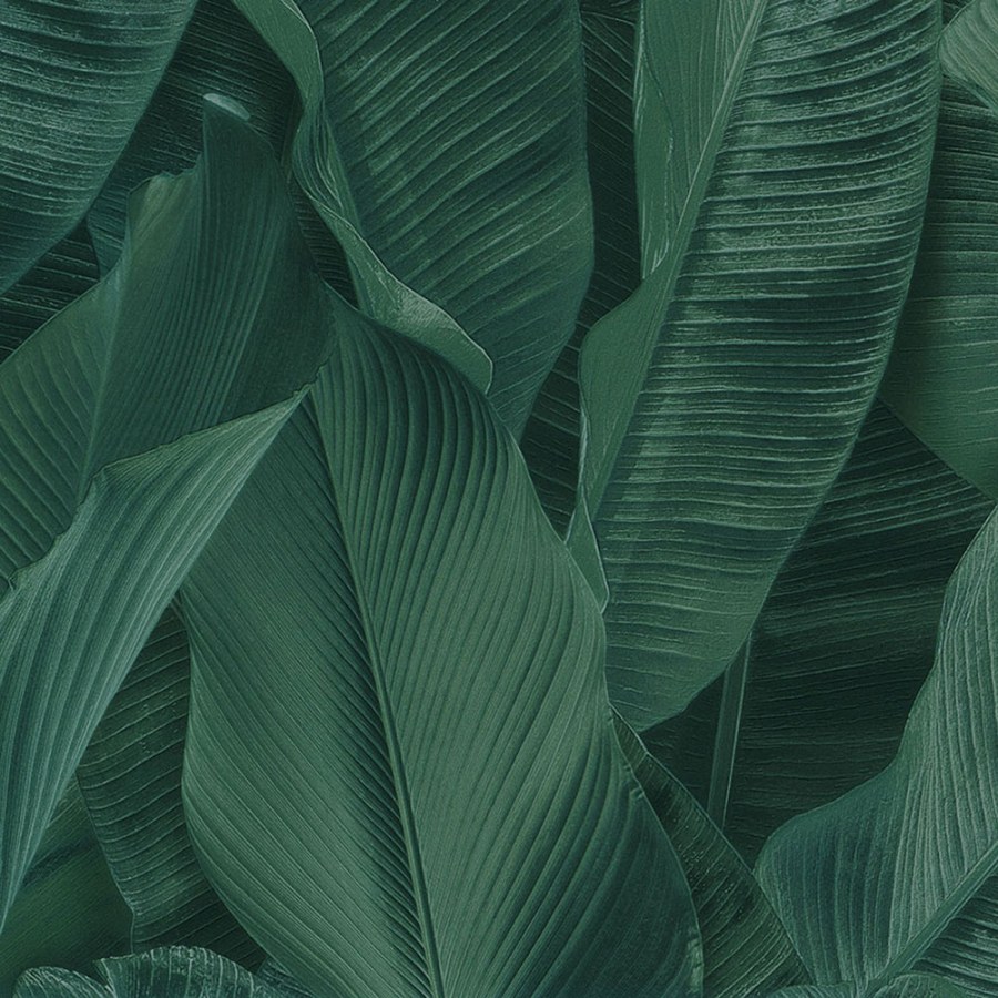 Luksuzna tapeta 17813, Listovi, Lymphae | Ljepilo besplatno Luksuzna tapeta 17813, Listovi, Lymphae | Ljepilo besplatno