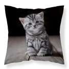 DETEXPOL Navlaka za jastuk Mačić micro Poliester, 40/40 cm Jastučići - pokrivači za jastuke