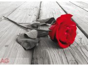 Flis foto tapeta AG Red rose FTNM-2619 | 160x110 cm Fototapete