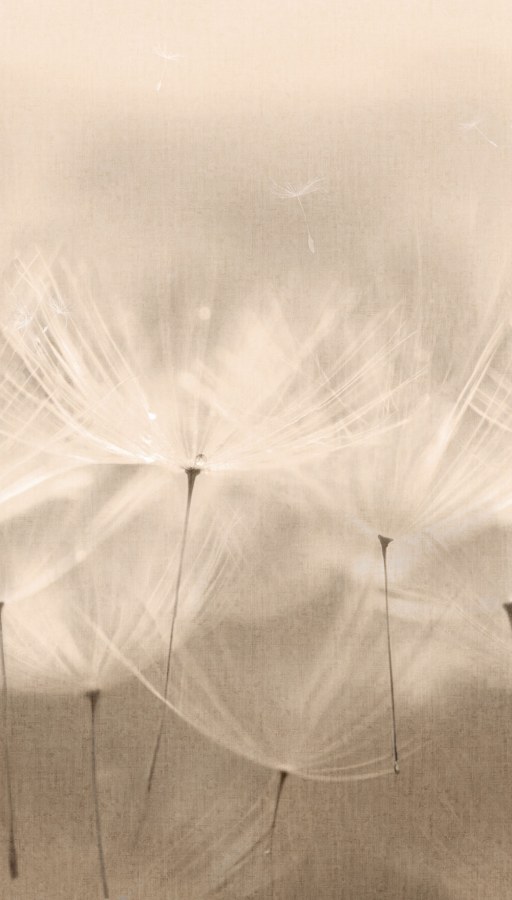 Flis fototapeta za zid, maslačci, 203801, One roll, one motif 2, Grandeco | Ljepilo besplatno - Grandeco