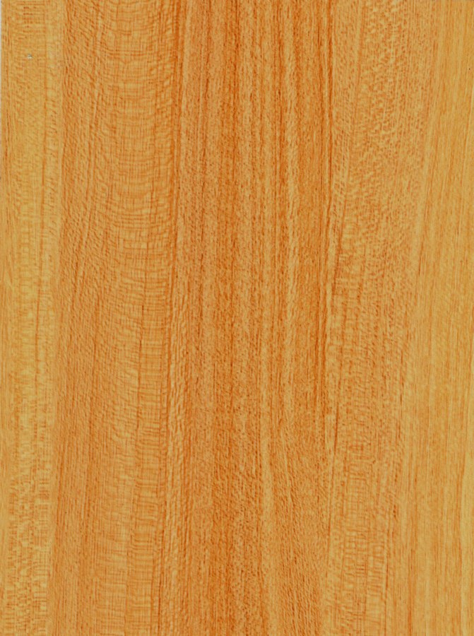 Samoljepljiva folija za vrata Bukva Nevada 99-6130 | 2,1 m x 90 cm