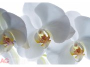 Foto tapeta AG Bijele orhideje FTSS-0832 | 180x127 cm Fototapete