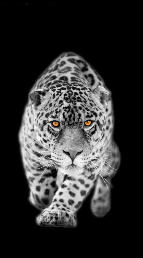 Foto zavjesa Leopard FCPL-6503, 140 x 245 cm - Foto zavjese