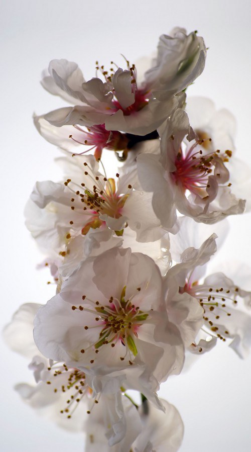 Foto zavjesa Flowers FCSL-7506, 140 x 245 cm - Foto zavjese