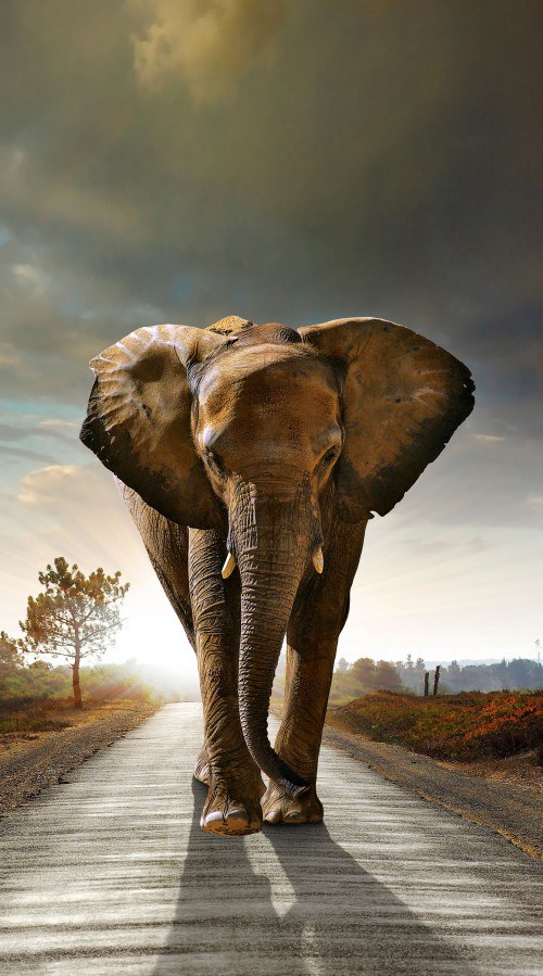 Foto zavjesa Elephant FCSL-7507, 140 x 245 cm - Foto zavjese